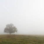 Photo Misty forest