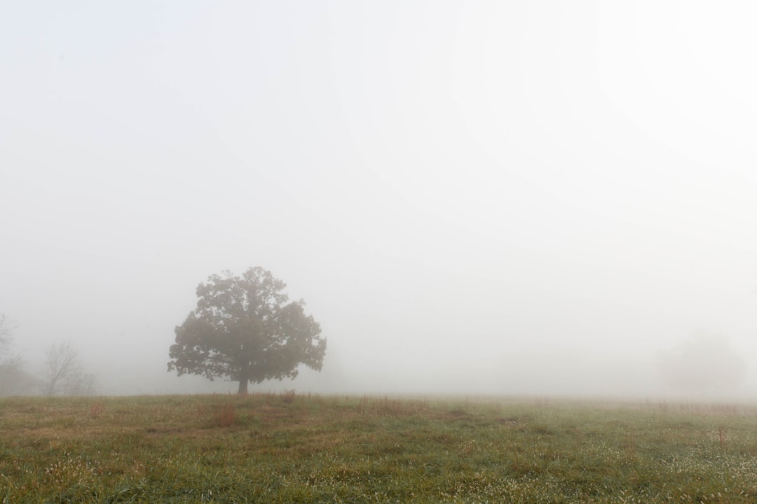Photo Misty forest