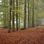 Photo Mysterious forest