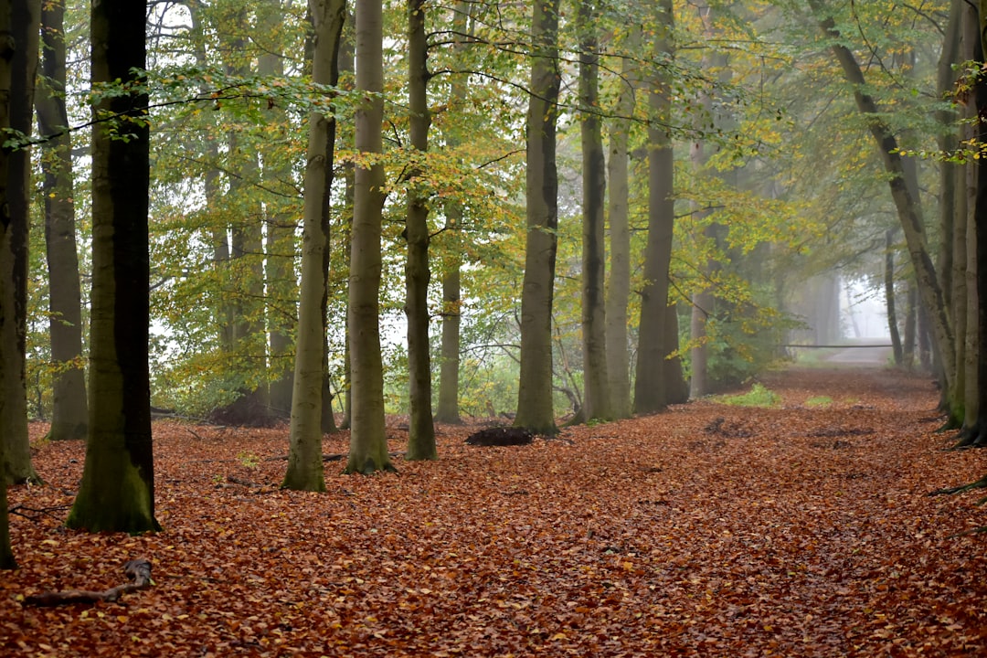 Photo Mysterious forest