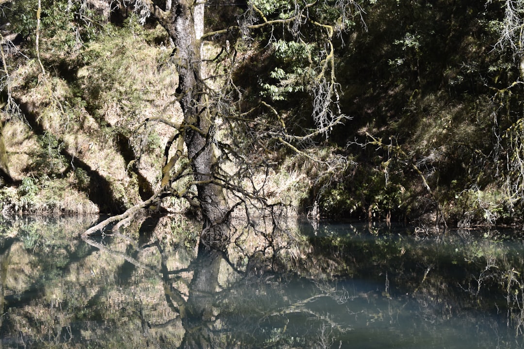 Photo Creepy forest