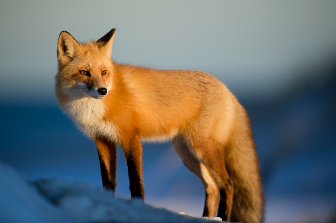 Photo Mysterious creature