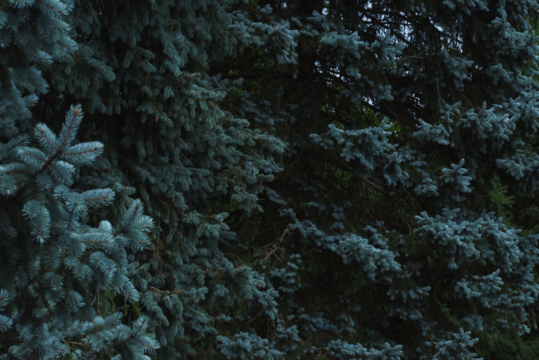 Photo Creepy forest