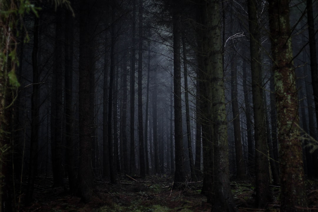 Photo Haunted forest