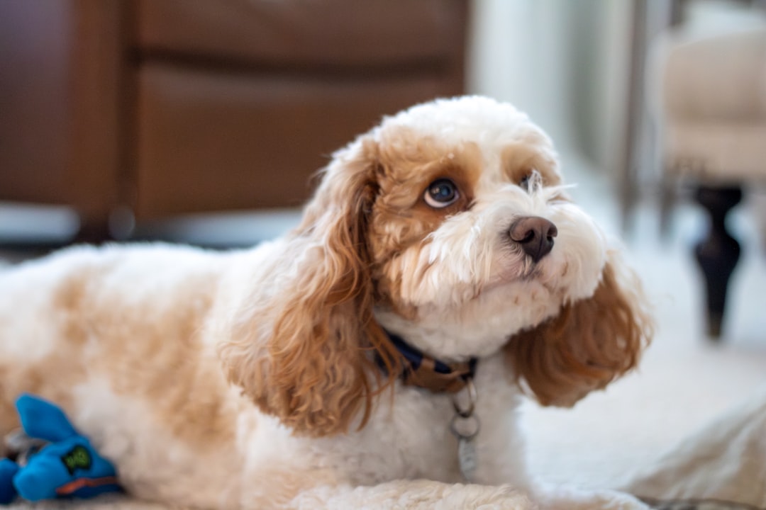 Photo Dog licking