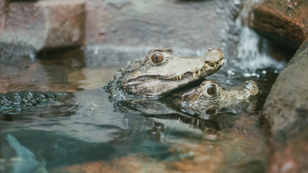 Photo Sewer alligator