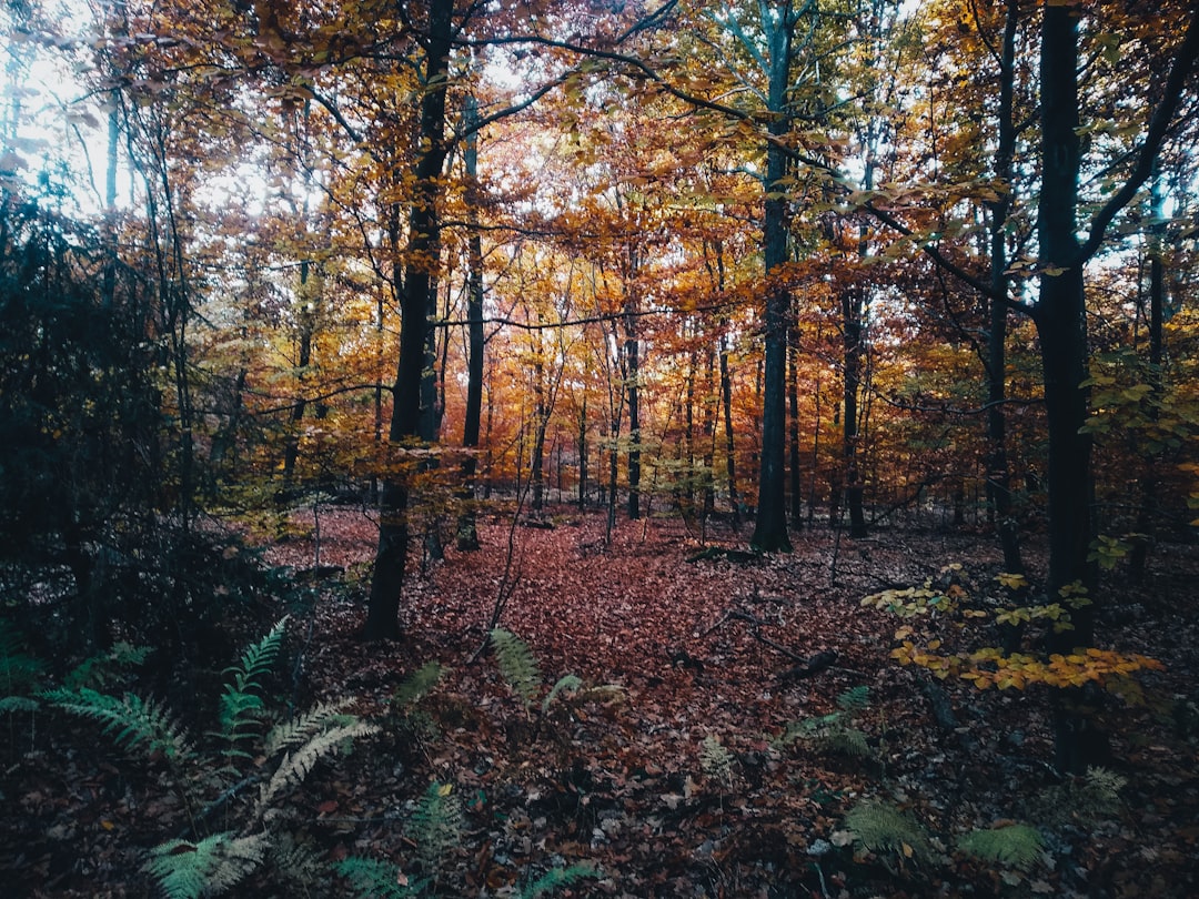 Photo Dark forest