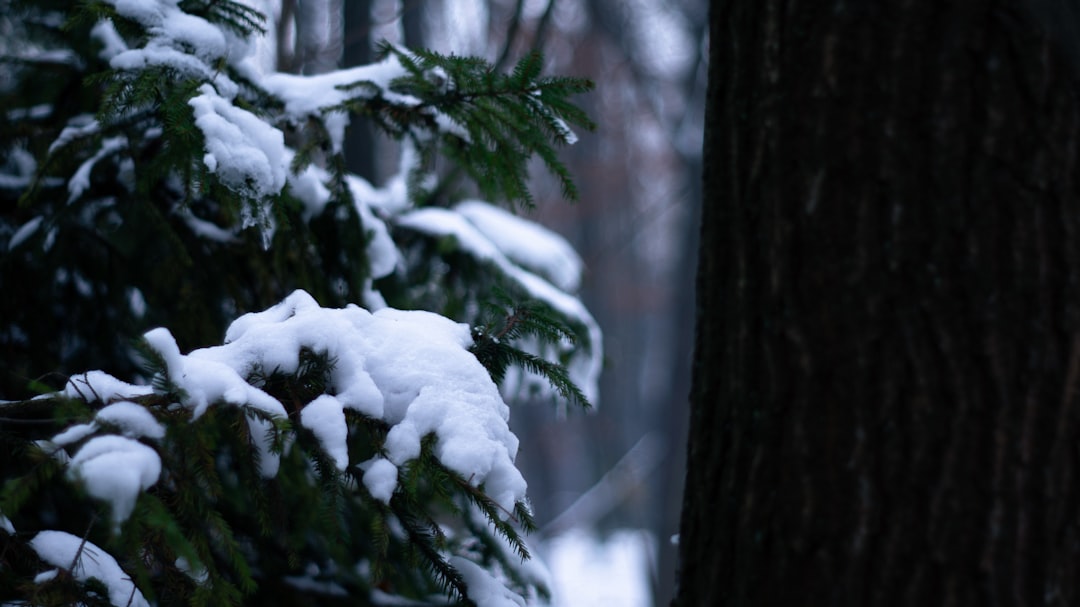 Photo Snowy forest