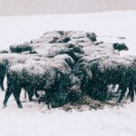 Photo Mysterious creature
